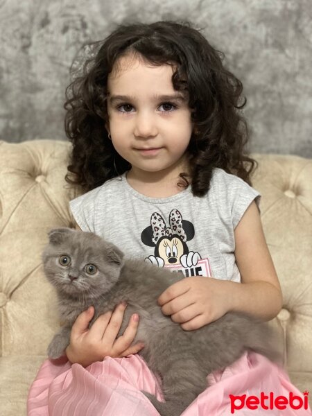 Scottish Fold, Kedi  Paşa fotoğrafı