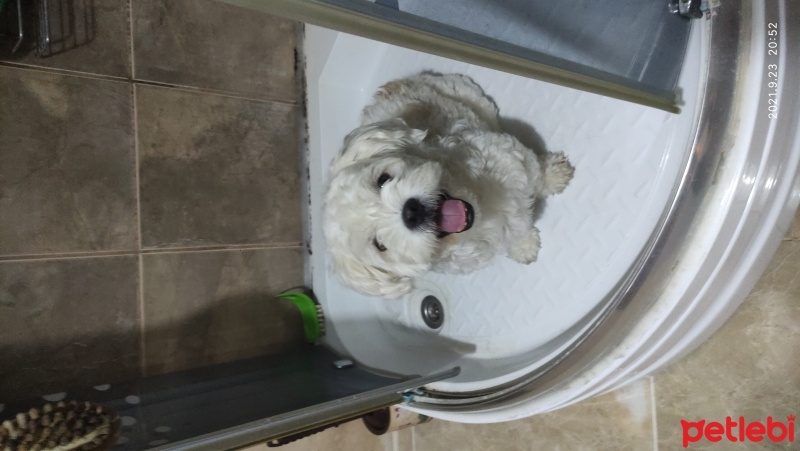 Maltese, Köpek  Bulut fotoğrafı
