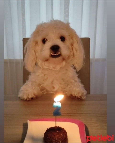 Maltese, Köpek  Bulut fotoğrafı