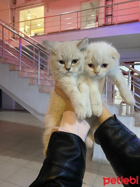 Scottish Fold, Kedi  raki fotoğrafı