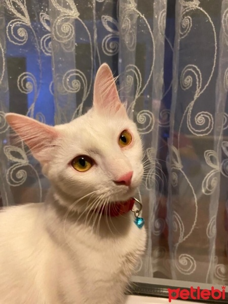 Ankara Kedisi, Kedi  Sansa fotoğrafı