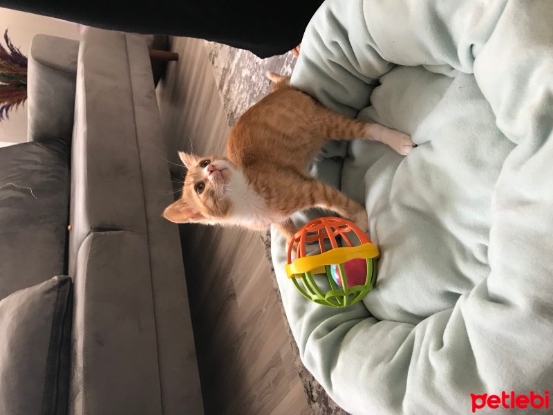 Sarman, Kedi  Limon fotoğrafı