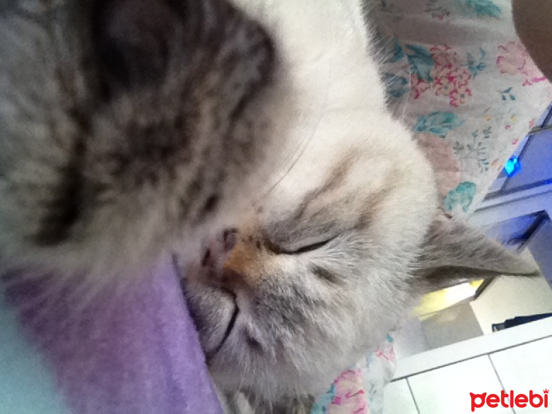 British Shorthair, Kedi  Hamur fotoğrafı