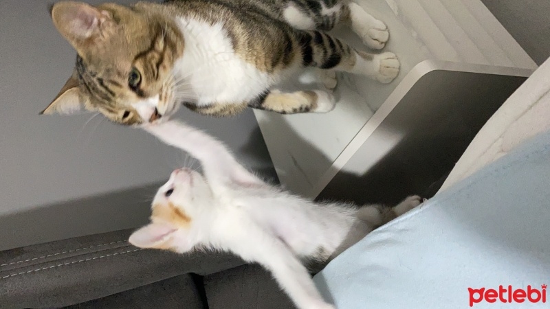 Tekir Kedi, Kedi  Miniş ve Minti fotoğrafı