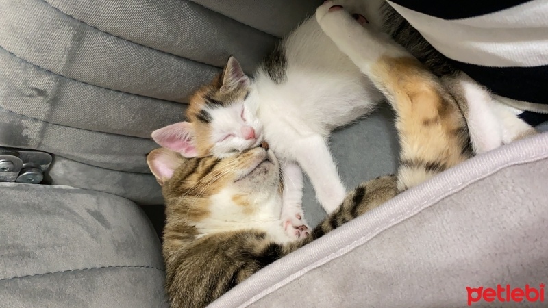 Tekir Kedi, Kedi  Miniş ve Minti fotoğrafı