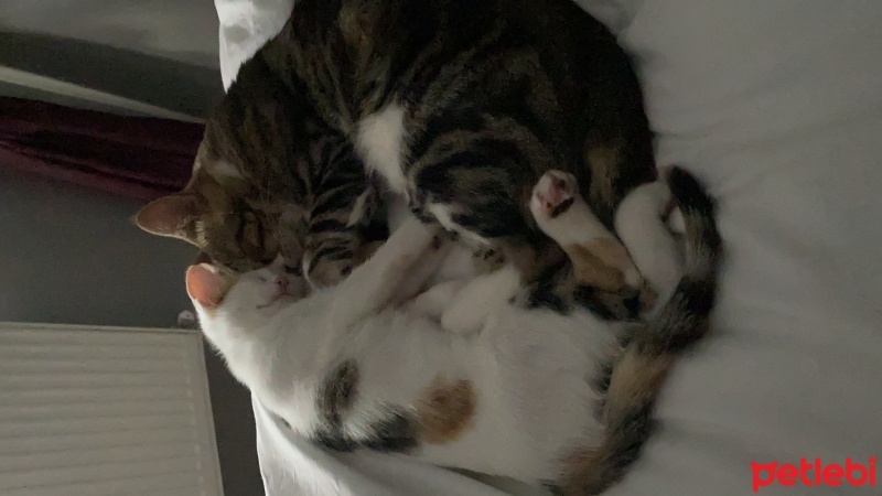 Tekir Kedi, Kedi  Miniş ve Minti fotoğrafı
