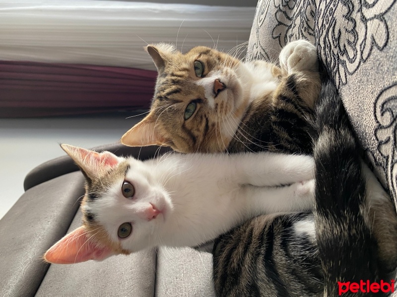 Tekir Kedi, Kedi  Miniş ve Minti fotoğrafı
