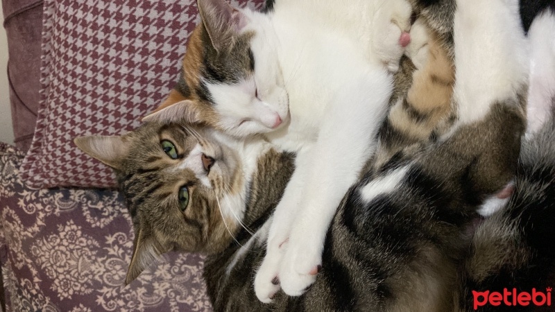 Tekir Kedi, Kedi  Miniş ve Minti fotoğrafı
