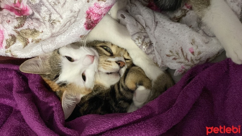 Tekir Kedi, Kedi  Miniş ve Minti fotoğrafı