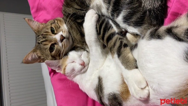 Tekir Kedi, Kedi  Miniş ve Minti fotoğrafı
