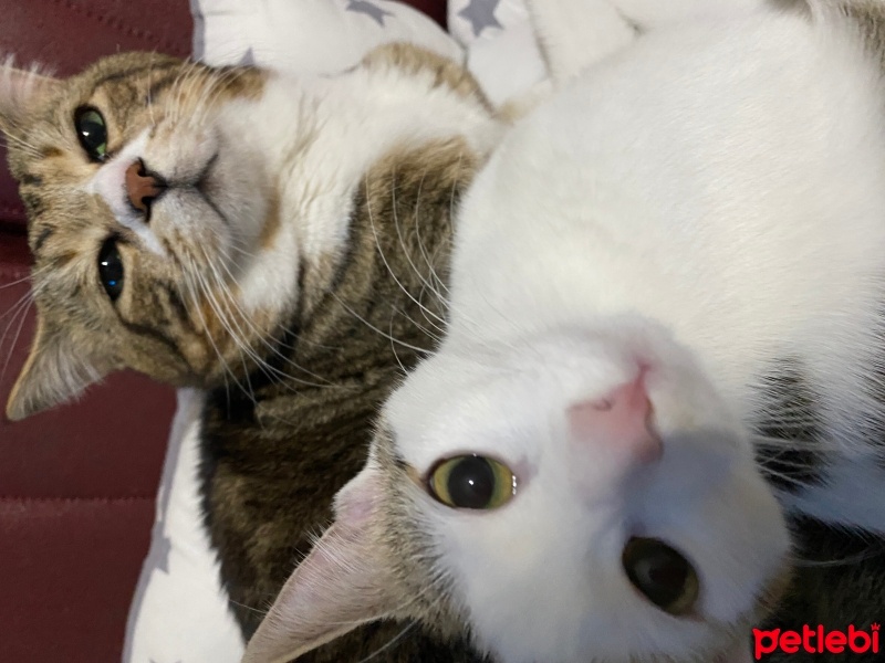 Tekir Kedi, Kedi  Miniş ve Minti fotoğrafı