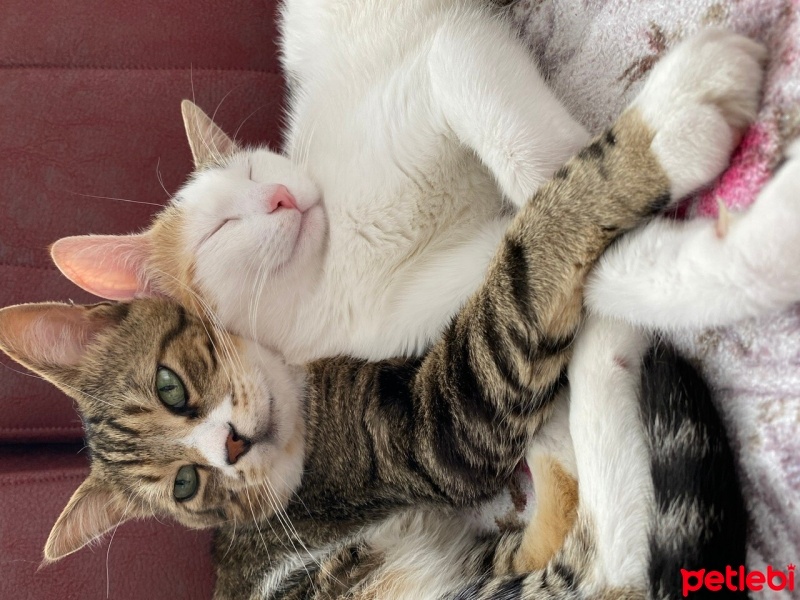 Tekir Kedi, Kedi  Miniş ve Minti fotoğrafı