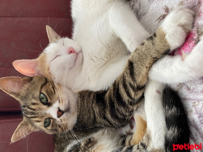 Tekir Kedi, Kedi  Miniş ve Minti fotoğrafı