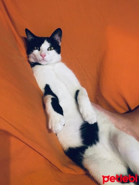 Tuxedo (Smokin) Kedi, Kedi  Çarşı fotoğrafı