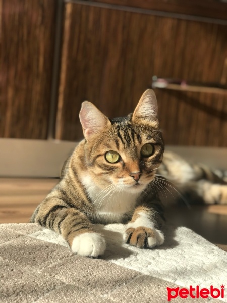 Tekir Kedi, Kedi  Pati fotoğrafı