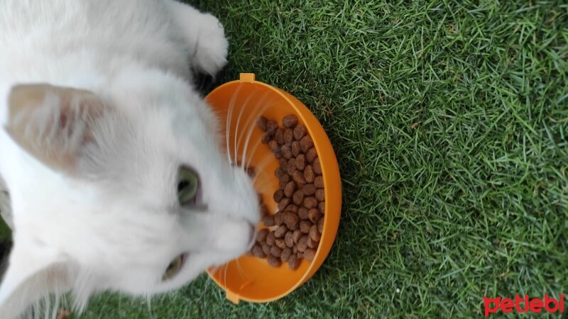 Ankara Kedisi, Kedi  Maya fotoğrafı