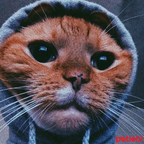 Sarman, Kedi  Çiko fotoğrafı