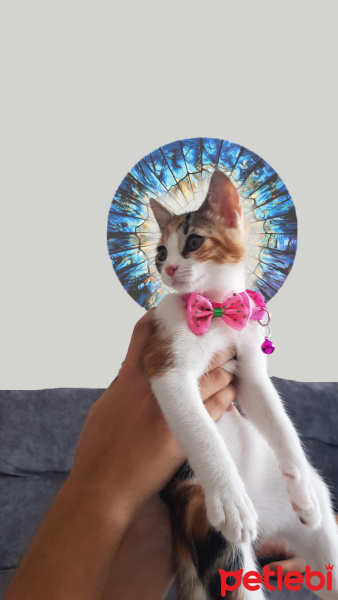 Tekir Kedi, Kedi  Karamel fotoğrafı