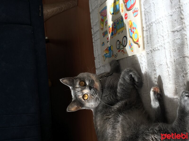 British Shorthair, Kedi  Mia fotoğrafı