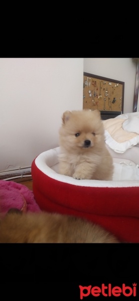 Pomeranyalı, Köpek  Köpük fotoğrafı