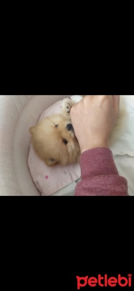 Pomeranyalı, Köpek  Köpük fotoğrafı