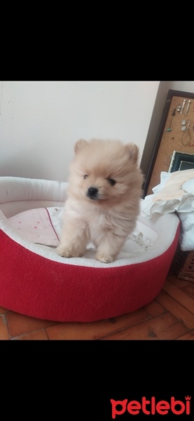 Pomeranyalı, Köpek  Köpük fotoğrafı