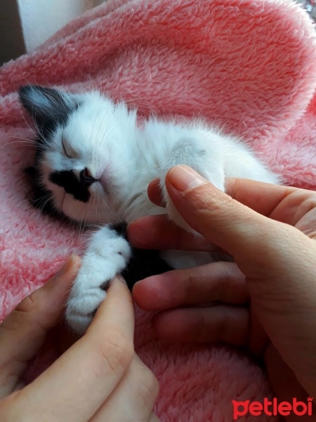 Tuxedo (Smokin) Kedi, Kedi  Felix fotoğrafı