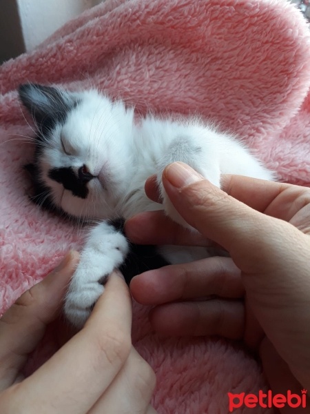 Tuxedo (Smokin) Kedi, Kedi  Felix fotoğrafı