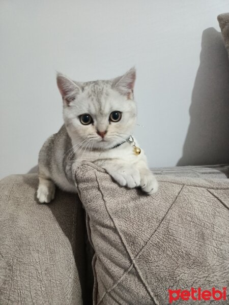 British Shorthair, Kedi  ALEX fotoğrafı