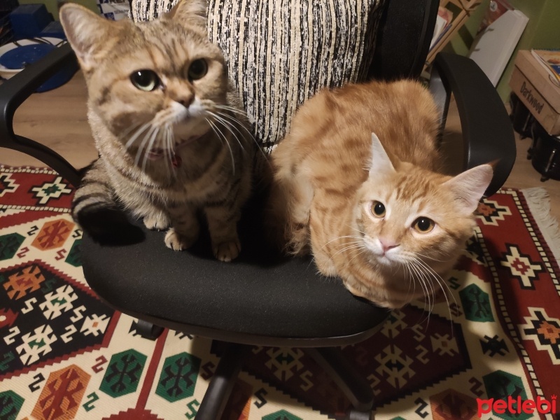 Sarman, Kedi  Şeftali fotoğrafı