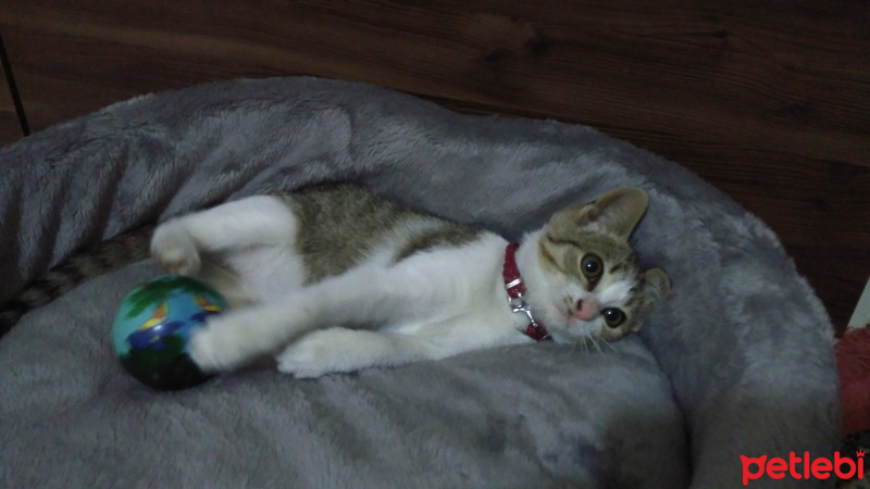 Tekir Kedi, Kedi  Minnoş fotoğrafı