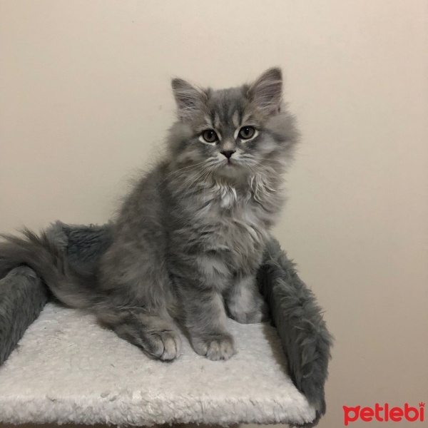 British Shorthair, Kedi  Pofuduk fotoğrafı