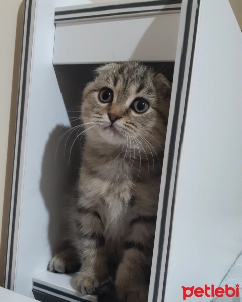 Scottish Fold, Kedi  Mırmır fotoğrafı