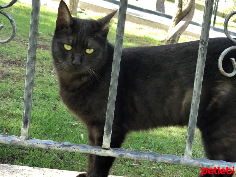 Tekir Kedi, Kedi  Zeytin fotoğrafı