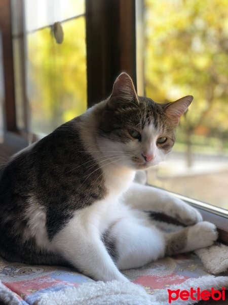 Tekir Kedi, Kedi  Tosun fotoğrafı