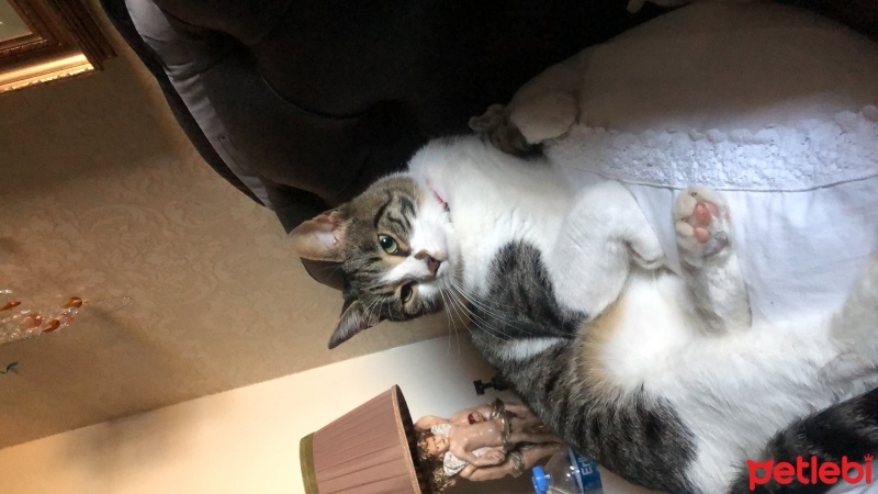 Tekir Kedi, Kedi  Bulut fotoğrafı