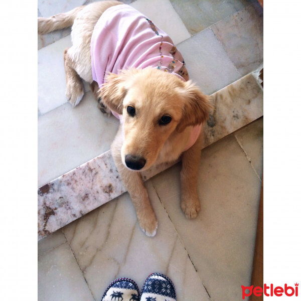 Golden Retriever, Köpek  Betty fotoğrafı