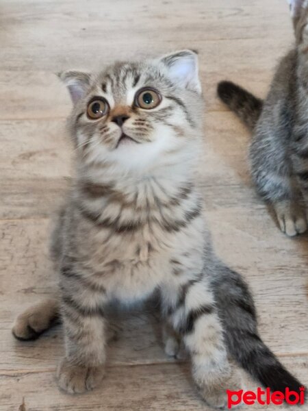 Scottish Fold, Kedi  Adını sen koy fotoğrafı