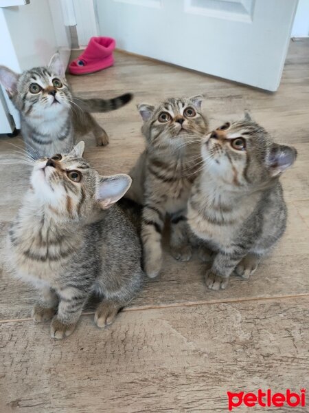 Scottish Fold, Kedi  Adını sen koy fotoğrafı