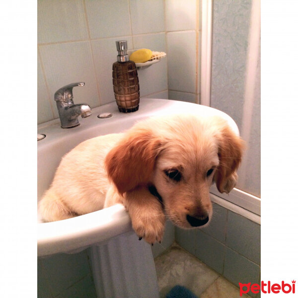 Golden Retriever, Köpek  şarlo fotoğrafı