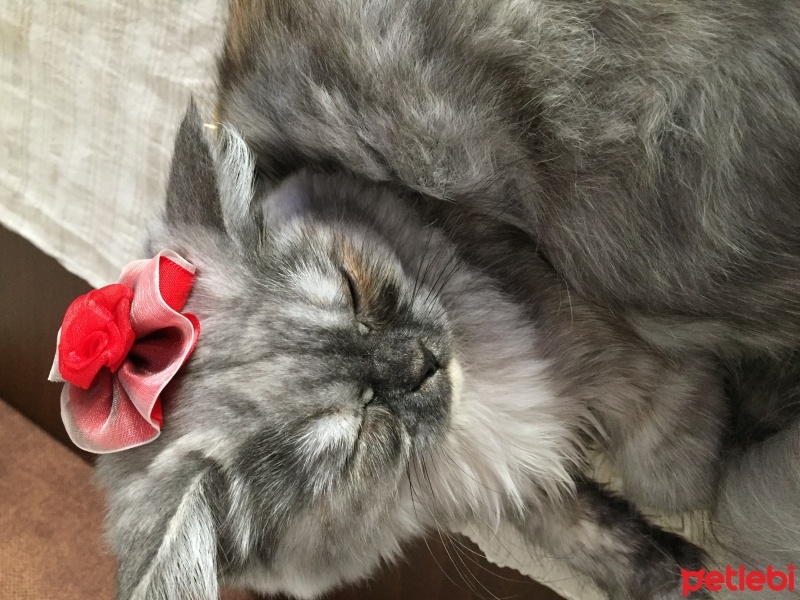 Chinchilla, Kedi  gümüş fotoğrafı