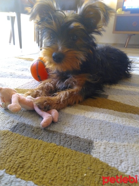 Yorkshire Terrier, Köpek  Karamel fotoğrafı