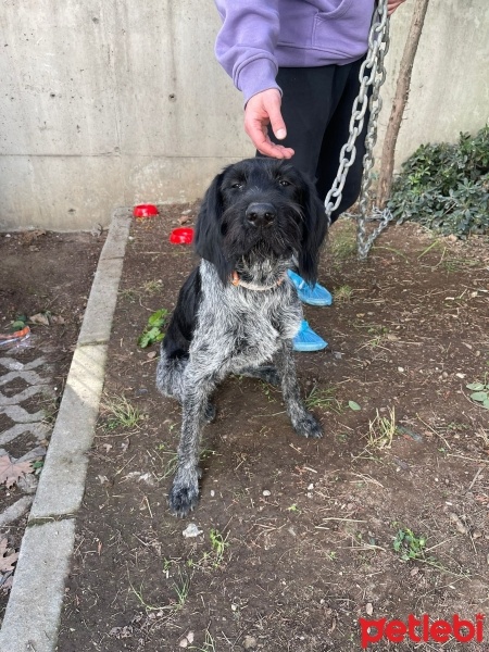 Alman Kalın Tüylü Pointer, Köpek  Pillo fotoğrafı