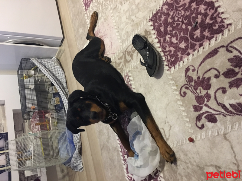 Rottweiler, Köpek  Şanslı fotoğrafı