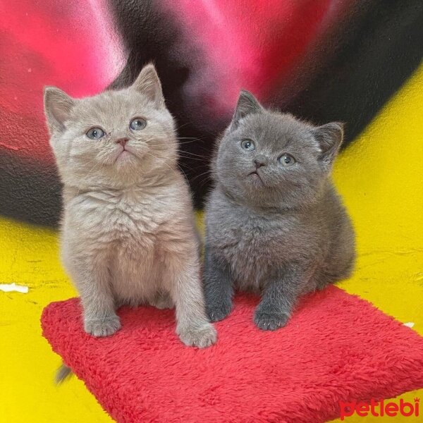 Scottish Fold, Kedi  Mila ve Asil fotoğrafı