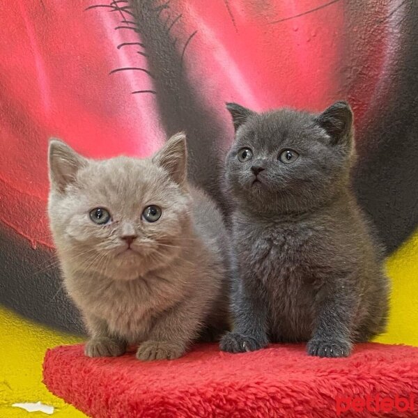 Scottish Fold, Kedi  Mila ve Asil fotoğrafı