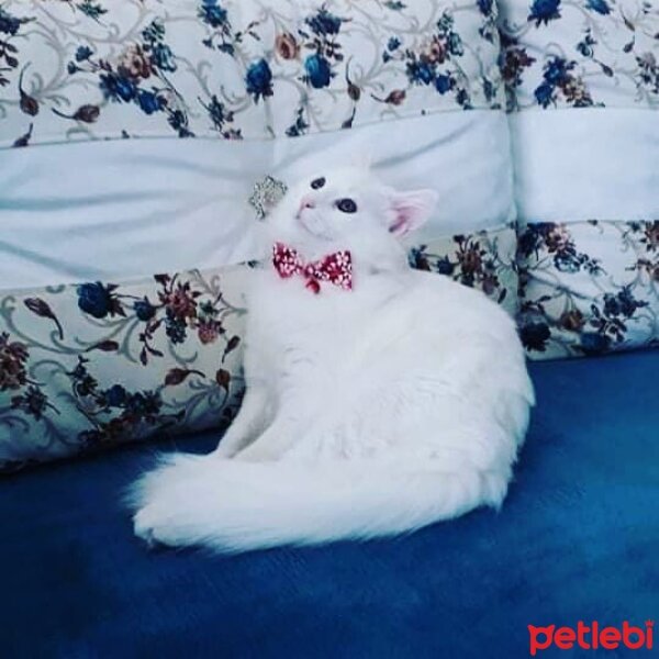 Ankara Kedisi, Kedi  Boncuk fotoğrafı