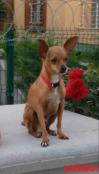 Minyatür Pinscher, Köpek  Haydut fotoğrafı