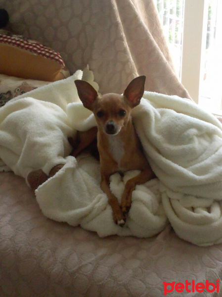 Minyatür Pinscher, Köpek  Haydut fotoğrafı
