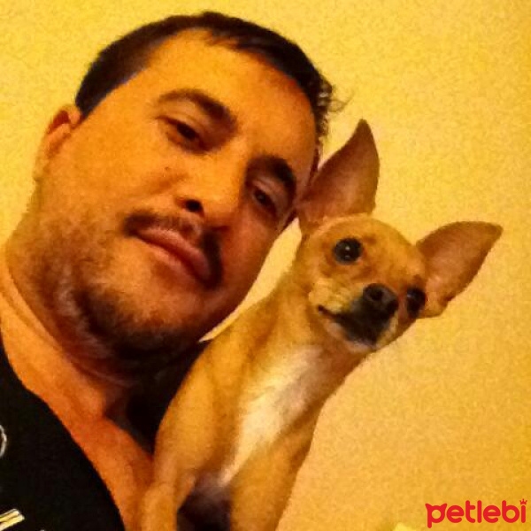 Minyatür Pinscher, Köpek  Haydut fotoğrafı